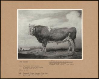 Brown and White Bull in a Landscape