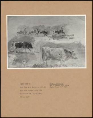 Studies of Cattle
