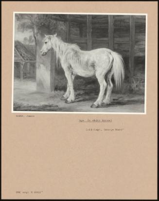 Age (A White Horse)