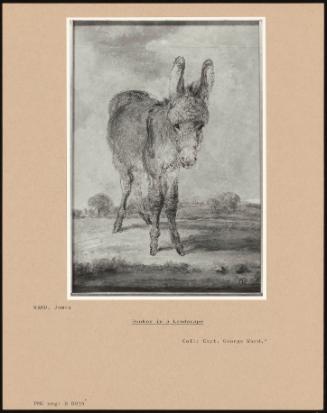 Donkey in a Landscape