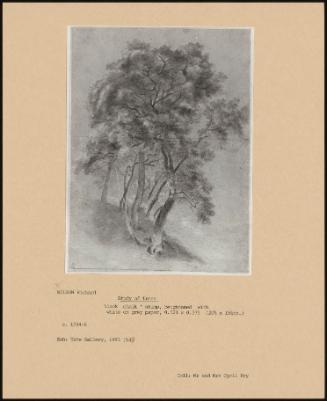 Study Of Trees