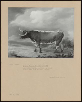 A Long-Horned Cow Facing Left