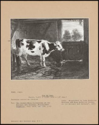Cow in Barn