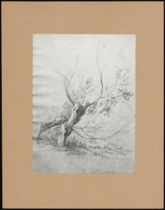 Study Of Two Trees P. 4v