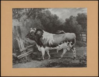 An Ayrshire Bull