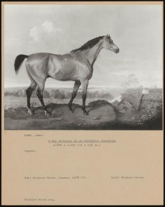 A Bay Stallion in an Extensive Landscape