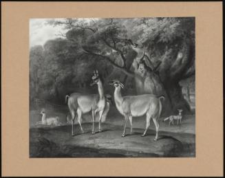 Llamas And A Fox In A Wooded Landscape
