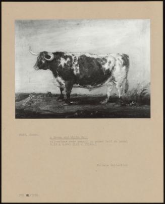 A Brown And White Bull