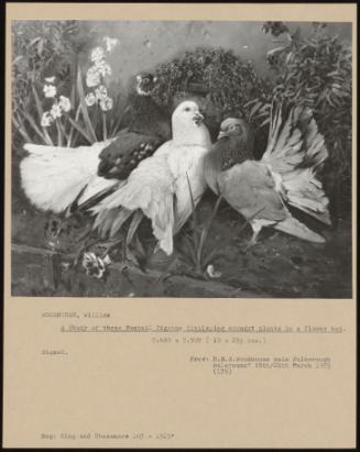 A Study Of Three Fantail Pigeons Displaying Amongst Plants In A Flower Bed