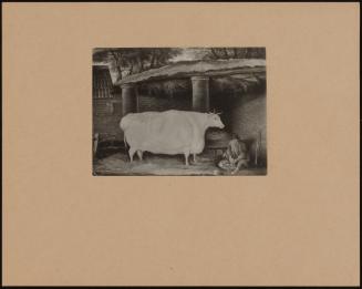 Colling's White Shorthom Heifer From Mezzotint By William Ward.