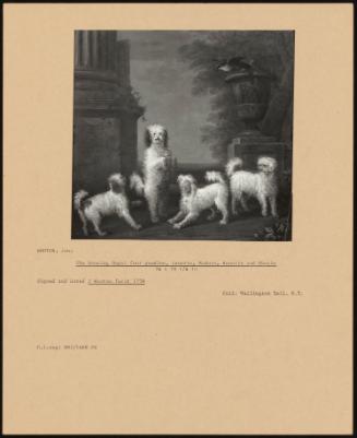 The Dancing Dogs: Four Poodles, Lunette, Madore, Rosette And Mouche