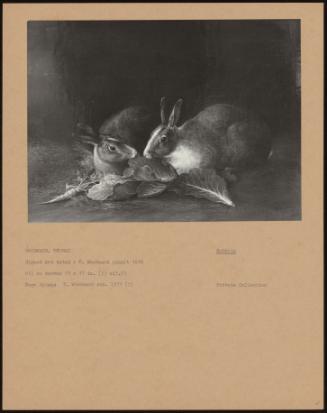 Rabbits