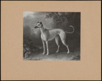 Portrait Of Greyhound In A Landscape (Signed) Rutland 1963 (15)