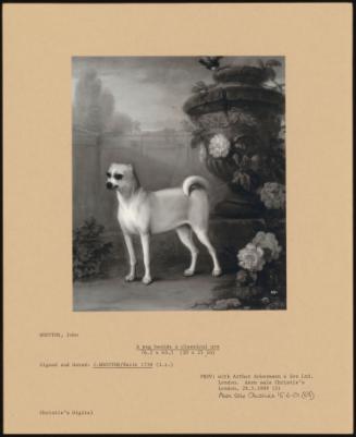 A Pug Beside A Classical Urn