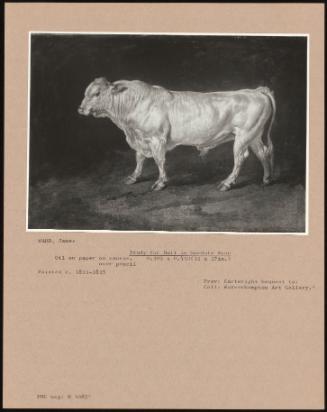 Study For Bull In Gordale Scar