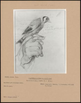 A Goldfinch Perched On A Man's Hand