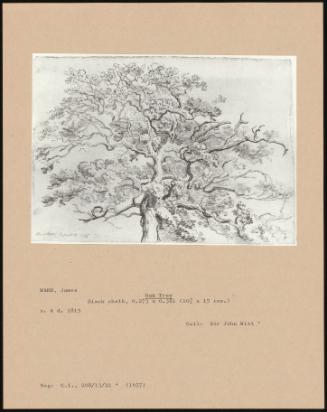 Oak Tree