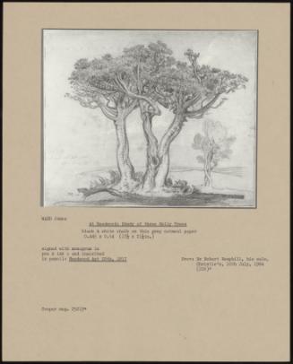 At Needwood: Study Of Three Holly Trees