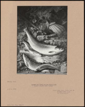 Salmon and Trout on a River Bank