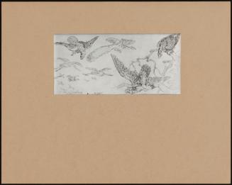 Hawks & Other Birds - A Sheet Of Studies