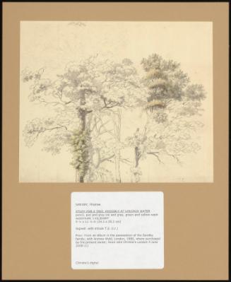 Study for a Tree, Possibly at Virginia Water