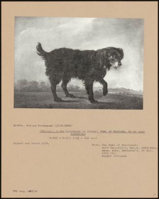 Perico', A Dog Belonging To George, Duke Of Montagu, In An Open Landscape