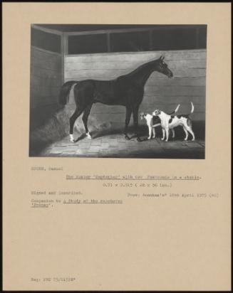 The Hunter 'september' With Two Foxhounds In A Stable.