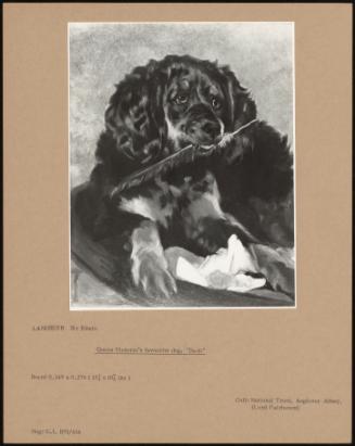 Queen Victoria's Favourite Dog, dash