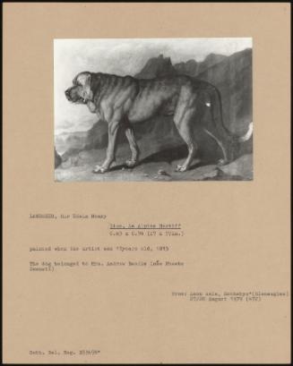 Lion, An Alpine Mastiff