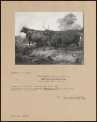 Prize Cattle, Beauty And Colley, Aged 18 & 8 Respectively