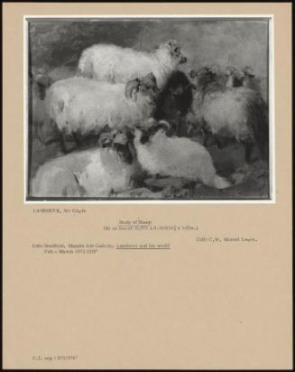 Study Of Sheep