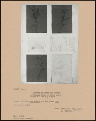 Studies of Trees and Plants