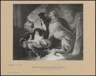 Queen Victoria's Favourite Dogs And Parrot