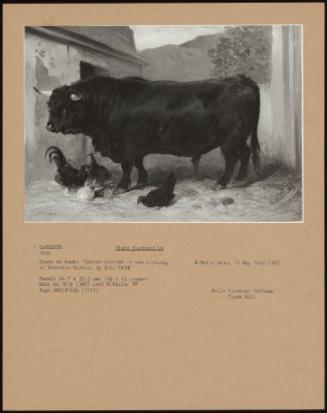 Black Highland Ox