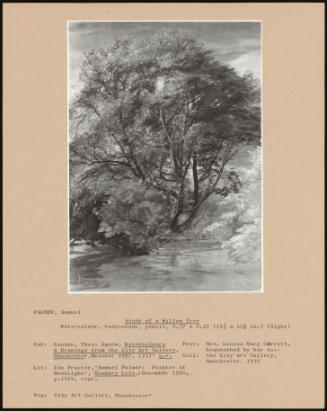 Study Of A Willow Tree