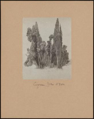 Study Of Cypresses, Villa D' Este