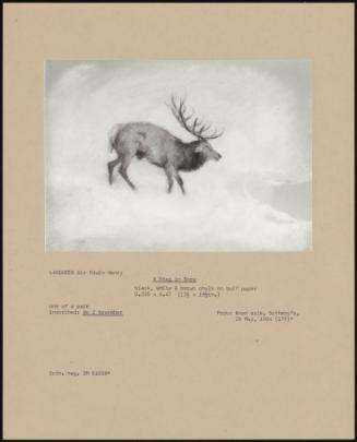 A Stag In Snow