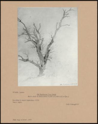 Old Buckhurst Tree Study