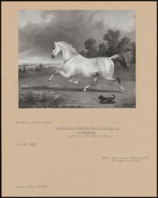 A Grey Arab Stallion With A Terrier In A Landscape