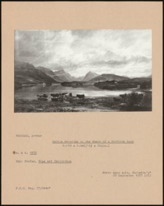 Cattle Watering On The Banks Of A Scottish Loch