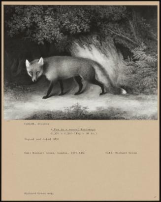 A Fox In A Wooded Landscape