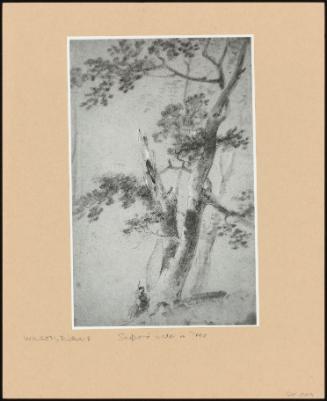 Shepherd Under A Tree