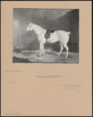 A Saddled Grey Hunter In A Stable