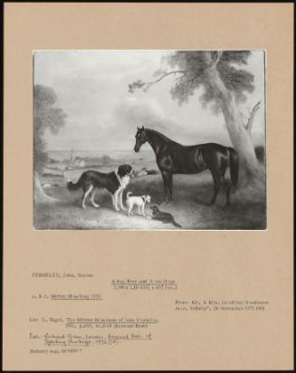 A Bay Pony And Three Dogs