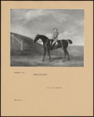 Horse With Jockey