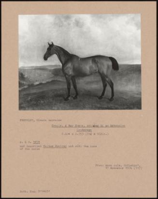 Creole, A Bay Horse, Standing In An Extensive Landscape