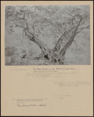 The Asba Santa On The Banks Of Lake Nemi; Study Of An Ancient Tree