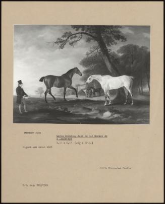 Groom Bringing Feed To Two Horses In A Landscape