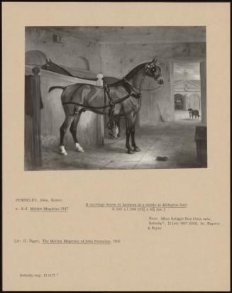 A Carriage Horse In Harness In A Stable At Allington Hall