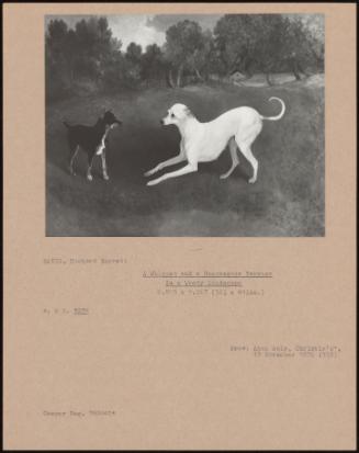 A Whippet And A Manchester Terrier In A Woody Landscape